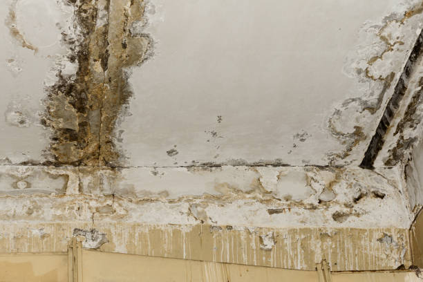 Best Attic Mold Removal  in North Crossett, AR